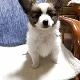 パピヨン