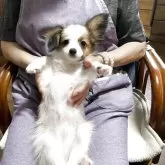パピヨン