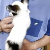 パピヨン【岩手県・女の子・2025年6月27日・ホワイト&セーブル】の写真3