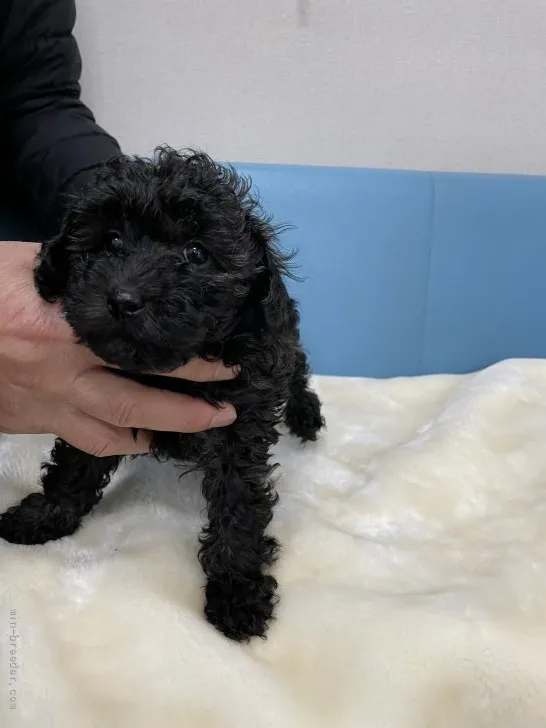 ID：2112-01719の子犬