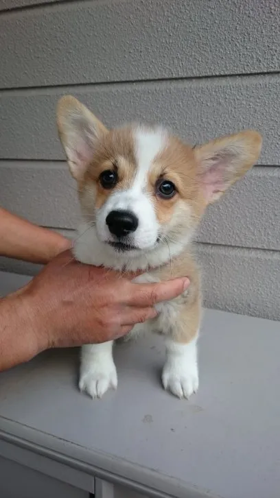 ID:1608-00697の子犬