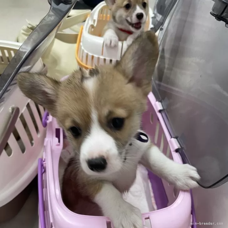 ID:2408-04341の子犬