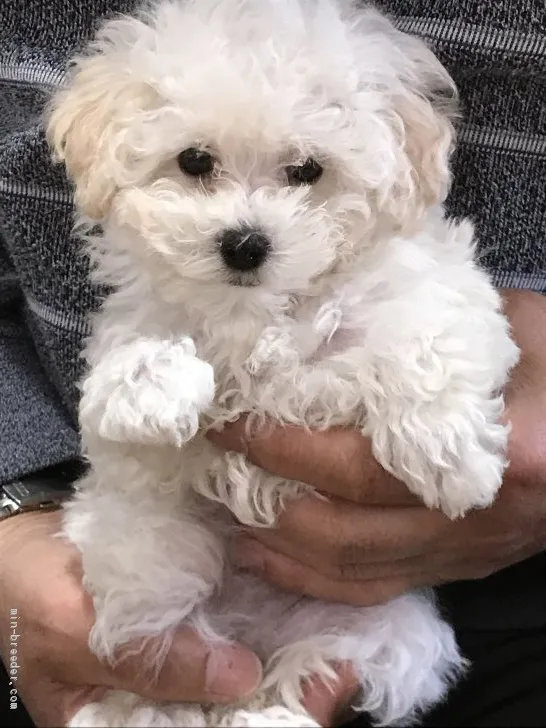 ID:1902-02987の子犬