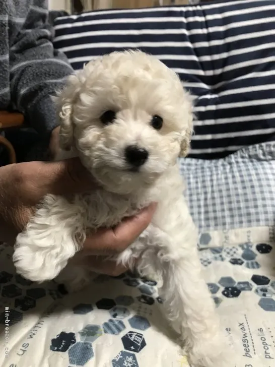 ID:1904-01741の子犬