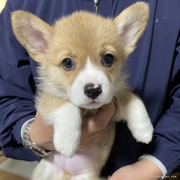 ID:2305-00721の子犬