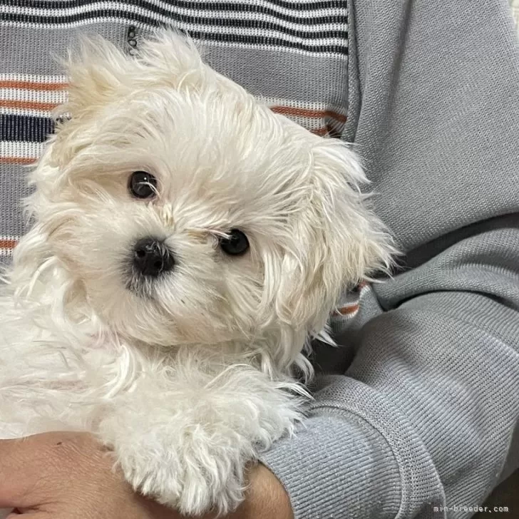 O 様のお迎えした子犬