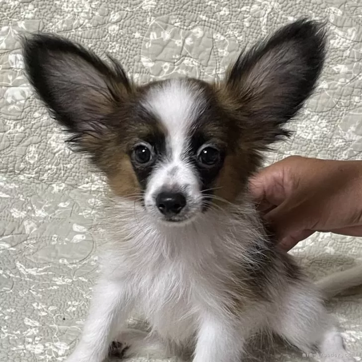 ID：2406-04193の子犬