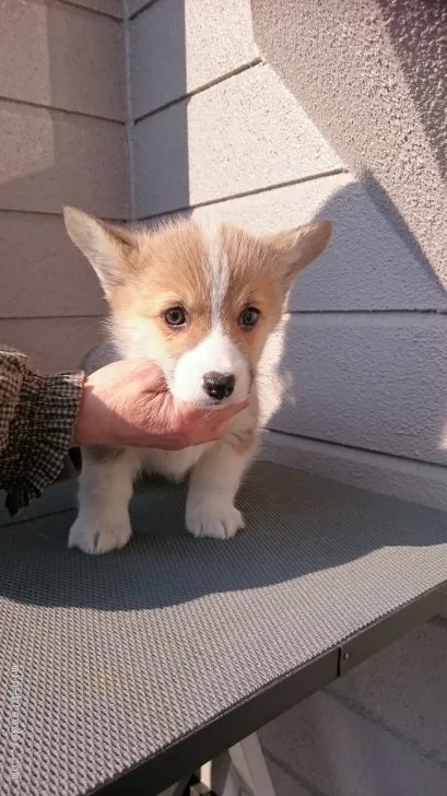 佐々木 様のお迎えした子犬