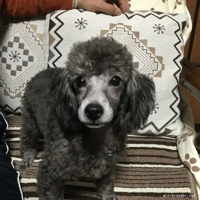 ダックエ 様のお迎えした子犬