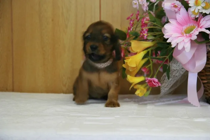 ID：1210-00420の子犬