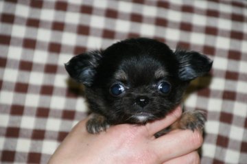 チワワ(ロング)【岩手県・女の子・2014年2月10日・ブラックタン&ホワイト】の写真「すくすく育っています。」