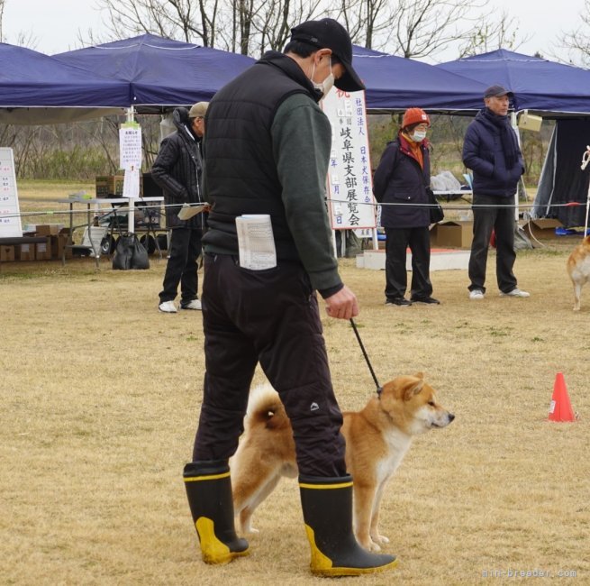 佐藤　久之(さとう　ひさゆき)ブリーダー(岐阜県・柴犬・日本犬保存会/kC登録)の紹介写真1