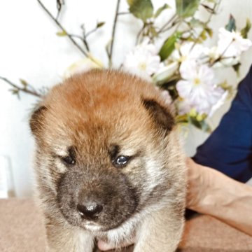 柴犬(標準サイズ)【岐阜県・男の子・2025年9月17日・赤】の写真「狸顔タイプの凛々しい男の子」