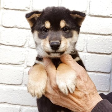 柴犬(豆柴)【岐阜県・男の子・2025年9月16日・黒】の写真「狸顔タイプ。白のカラーも綺麗にでてます。」