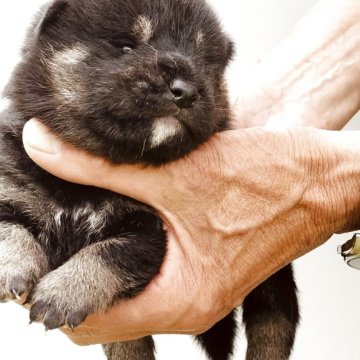 柴犬(標準サイズ)【岐阜県・男の子・2025年5月25日・黒】の写真「黒柴の両親から産まれた4兄妹の雄らしい顔」