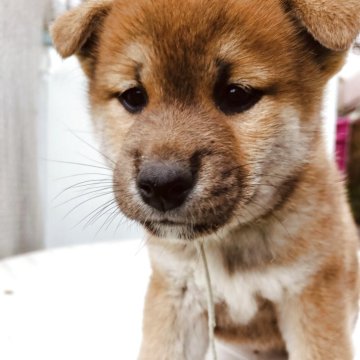 柴犬(標準サイズ)【岐阜県・男の子・2025年9月17日・赤】の写真「凛々しい男の子になります」