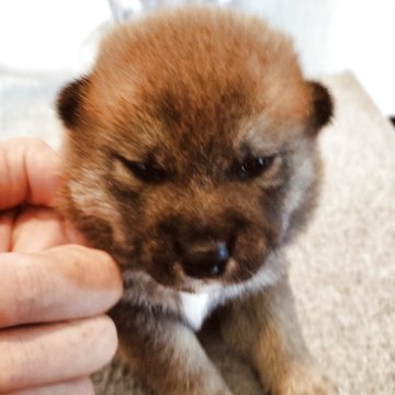 柴犬(標準サイズ)【岐阜県・男の子・2025年9月17日・赤】の写真「凛々しい男の子になります」