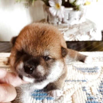 柴犬(豆柴)【岐阜県・男の子・2025年6月7日・赤柴】の写真「父親譲りの綺麗な赤柴
元気な3兄弟」
