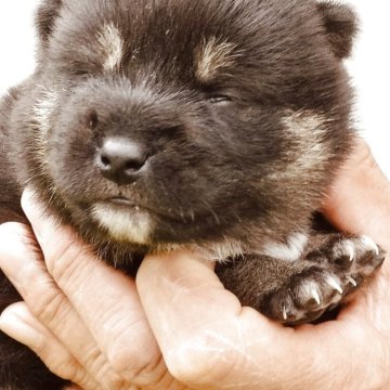 柴犬(標準サイズ)【岐阜県・女の子・2025年5月25日・黒】の写真「三姉妹のお姉さん」