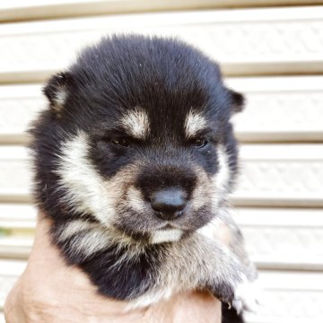 豆柴【岐阜県・女の子・2025年9月16日・黒】の写真「可愛い黒豆柴です」