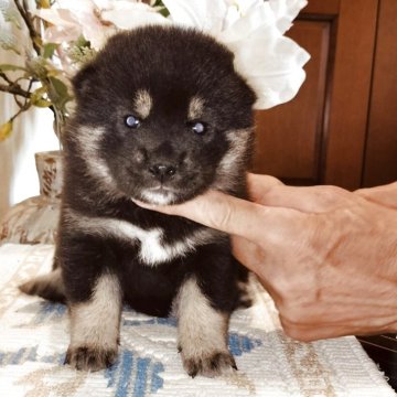 柴犬(標準サイズ)【岐阜県・女の子・2025年5月25日・黒】の写真「穏やかな母親の性格をうけついでくれると思います」