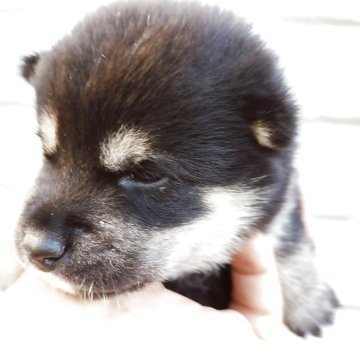 柴犬(豆柴)【岐阜県・男の子・2025年9月16日・黒す】の写真「黒豆柴4兄妹。白も綺麗にでてます。」