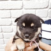 柴犬(豆柴)