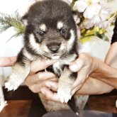 柴犬(豆柴)