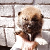 柴犬(標準サイズ)