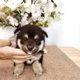柴犬(豆柴)