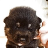 柴犬(標準サイズ)