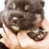 柴犬(標準サイズ)