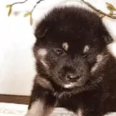 柴犬(標準サイズ)