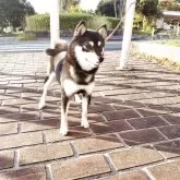 豆柴