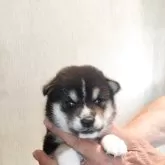 豆柴