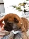 柴犬(標準サイズ)【岐阜県・男の子・2025年9月17日・赤】の写真7