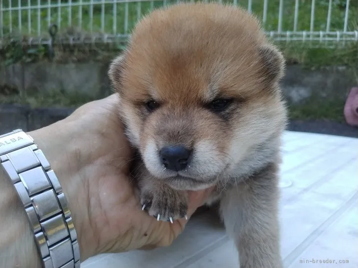 ID:2110-00293の子犬