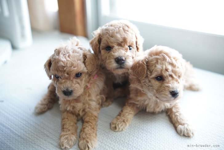 末田　雅裕(すえだ　まさひろ)ブリーダー(福岡県・トイプードルなど・JKC登録)の紹介写真4