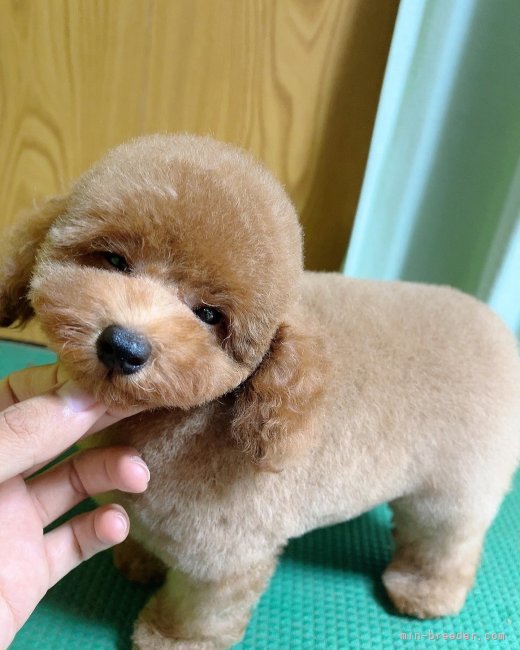 末田　雅裕(すえだ　まさひろ)ブリーダー(福岡県・トイプードルなど・JKC登録)の紹介写真5