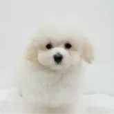 タイニープードル