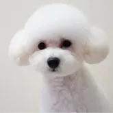 タイニープードル