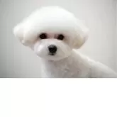 タイニープードル