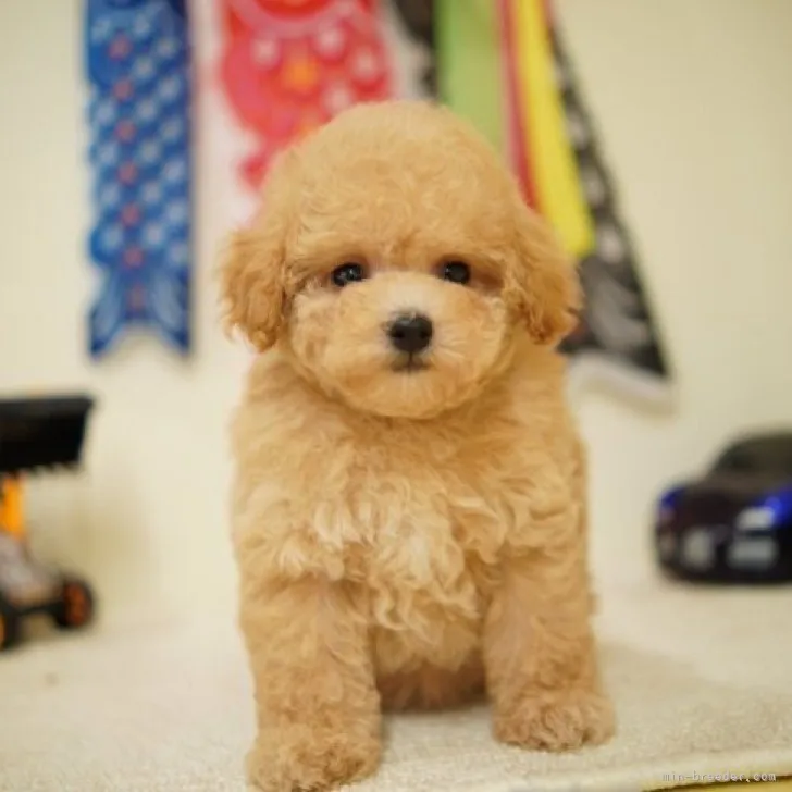 ID：2305-02495の子犬