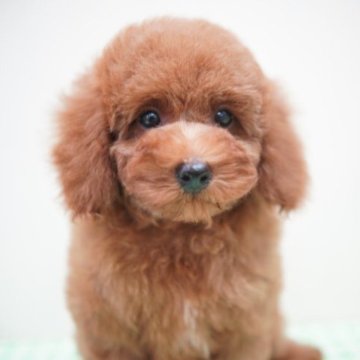 トイプードル(トイ)【福岡県・女の子・2023年6月13日・レッド】の写真「元気いっぱいとっても可愛い女の子❤️」