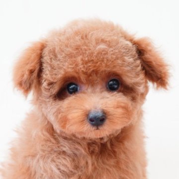 トイプードル(タイニー)【福岡県・女の子・2024年2月15日・レッド】の写真「タイニー三姉妹💓タイニー小さめ予想‼️」