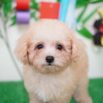 トイプードル(タイニー)【福岡県・女の子・2023年5月15日・アプリコット】の写真「とっても可愛いお顔の女の子❤️」