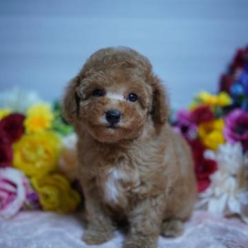 トイプードル(ティーカップ)【福岡県・男の子・2022年10月1日・レッド】の写真「ティーカップ予想の可愛い男の子です！」