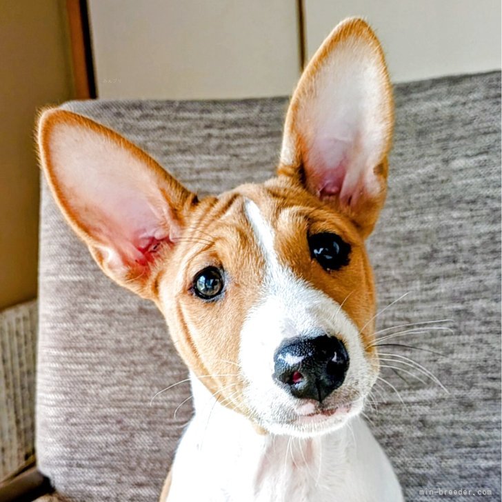 ブリーダー画像