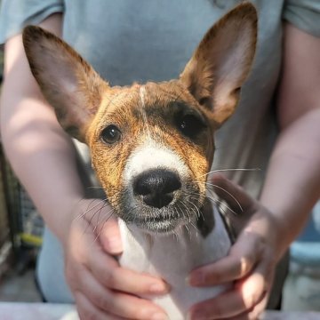 バセンジー【広島県・女の子・2024年12月18日・ブリンドル&ホワイト】の写真「希少な犬種  しわくちゃなお顔が可愛すぎ」