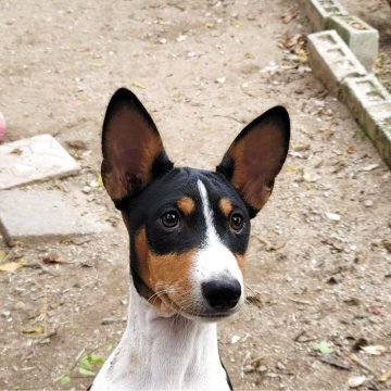 バセンジー【広島県・男の子・2025年7月21日・トライカラー】の写真「しわくちゃおでこが魅力的」